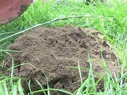 Check spelling or type a new query. How To Eliminate Ants From Your Garden Youtube
