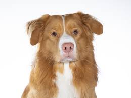 Golden retrievers always rank high among the most popular breeds in the united states. Australian Shepherd Golden Retriever Mix Price Temperament And More Perfect Dog Breeds