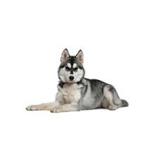 One way to determine the ancestry of your mixed breed is through a dna test. Siberian Husky Puppies Petland Jacksonville Florida