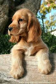 Puppy Black And Brown Dog Breeds Pin By Tammy Young On Dogs Brown Dog Names Spaniel Puppies Cocker Spaniel Puppies