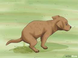 Gift box to put a puppy in. 3 Ways To Give A Puppy As A Christmas Gift Wikihow