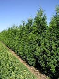 Privacy and screening are the most common motives for planting a new hedge, especially at the boundary of your property, or to divide front and back. Narrow Evergreen Trees For Year Round Privacy In Small Yards Pretty Purple Door