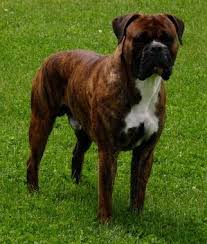 Black And White Boxer Bulldog Mix Valley Bulldog Information And Pictures Valley Bulldogs Valley Bulldog Boxer Puppies Boxer Dogs Brindle