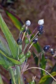 Image result for Coix lacryma-jobi