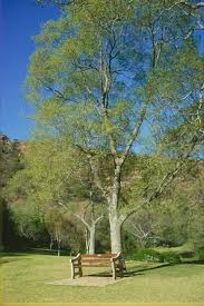 Image result for Celtis africana