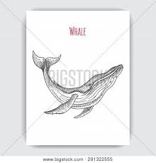 Dreaming about how i deep diving w them in the ocean. Hand Drawn Vector Vector Photo Free Trial Bigstock