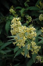 Image result for Cestrum parqui
