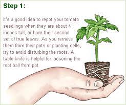 How To Repot A Tomato Seedling Repotting Tomatoes Gardener S Supply Tomato Seedlings Growing Tomato Plants Growing Tomatoes