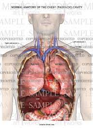 Human anatomy human internal organs dummy, training dummy, detail of the face, thorax and intestines. Normal Anatomy Of The Chest Thoracic Cavity And Organs Medical Art Works