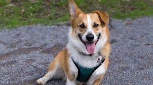 They look like stumpy baby bears and their appearance is nothing short of cartoonish. Best Harnesses For Welsh Pembroke Corgis 2021 Reviews