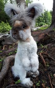 Lapin Angora Anglais Voici Brochette Angora Rabbit Pets Animals