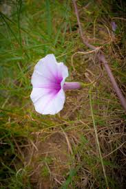 Image result for Ipomoea violacea