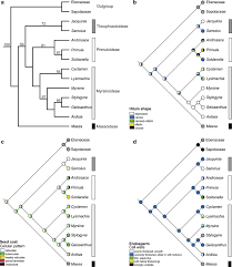 Image result for Ardisiandra sibthorpioides