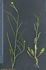 Image result for Sisymbrium orientale