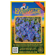 Image result for Anagallis pumila