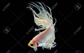 White Betta Fish Siamese Fighting Fish With Light Yellow Color Stock Photo Picture And Royalty Free Image Image 129078283