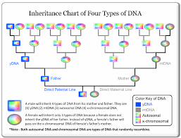 Inheritance Chart Of 4 Types Of Dna Dna Dna Genealogy