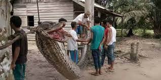Setelah kejadian tersebut, berbagai kejadian aneh bermunculan, seperti penampakan ufo, gangguan telepon, mutilasi hewan, dan kasus kehilangan (terutama anjing). Kejadian Kejadian Aneh Di Indonesia Yang Hebohkan Dunia Dream Co Id