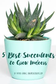 5 Best Succulents To Grow Indoors Print A Pot Growing Indoors Succulents Succulents Indoor