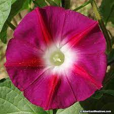 Red Morning Glory Seeds Scarlet O Hara Ipomoea Nil Morning Glory Scarlet O Hara Morning Glory Seeds Flower Seeds Morning Glory Flowers