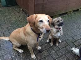 Many labrador retrievers are waiting patiently for new homes in breed rescue programs. Labradors For Adoption Dogsblog Com