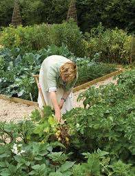 We have our own nurseries growing plants but also work closely with other plants people from around the gardening world to offer you the very best new. Starting A Vegetable Garden From Scratch Sarah Raven