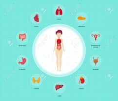 Find the perfect female internal organs illustration stock photo. Human Anatomy Infographic Elements With Set Of Internal Organs Placed In Female Body Woman Reproductive Organs With Girl Silhouette And Icons Around Vector Illustration Royalty Free Cliparts Vectors And Stock Illustration Image