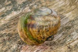 Image result for Blotiella crenata