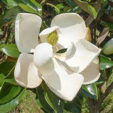 Magnolia flower with reflection in water. Magnolia Grandiflora Buy Bullbay Evergreen Magnolia Trees