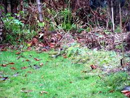 Ich habe bei regen unter dem vordach der hütte gesessen. Der Grunspecht Im Garten Gartenbob De Der Garten Ratgeber