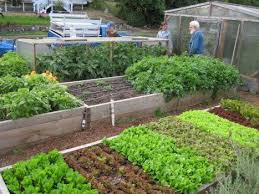 A Visit To Startnow Gardens Garden Ideas For Small Yards Garden Layout Vegetable Home Vegetable Garden