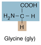 Image result for Glycine