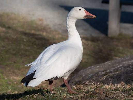 Snow Geese male
