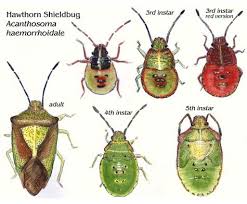 Shieldbugs Illustrated Life Stages