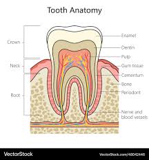 Image result for Tooth Anatomy