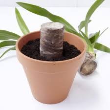 Yucca Vermehren So Leicht Geht S Pflanzen Yucca Palme Pflege Yucca Pflanze