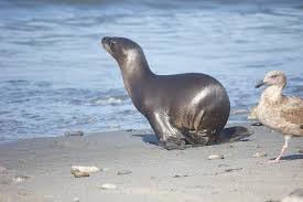 Check spelling or type a new query. Los Leones Marinos Del Pacifico Norte Leones Marinos Steinmann Burro De Mar Leones Marinos Animal Pikist