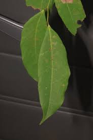 Image result for Baikiaea