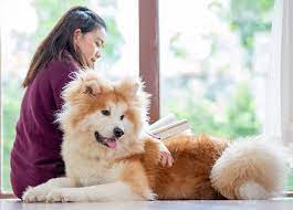 We did not find results for: 25 Fluffy Dog Breeds That You Ll Want To Pet All Day Long Purewow