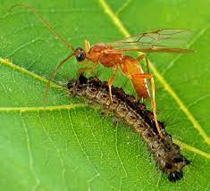This article will explain the background and principles behind each method, as well as the differences. Difference Between Biological Control And Chemical Control Compare The Difference Between Similar Terms
