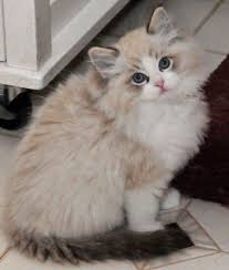 Nihal Ordu Adli Kullanicinin Akediler Panosundaki Pin Cute Kittens Guzel Kediler Ragdoll Kittens