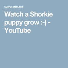 Watch A Shorkie Puppy Grow Youtube Shorkie Growth
