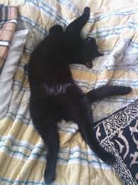 does anyones cat sleeps like this cause mine does