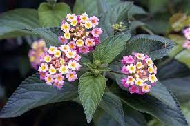 How To Properly Care For Lantana Plants Lantana Plant Lantana Plants
