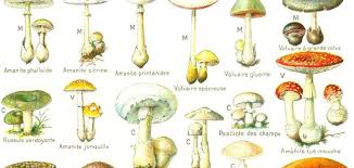 Maladie cryptogamique due à un champignon appelé rhizoctonia solani qui se développe dans des conditions froides et humides, en début de végétation. Intoxication Aux Champignons Les Signes Qui Doivent Alerter