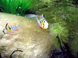 Bei dem bolivianischen schmetterlingsbuntbarsch handelt es sich um einen barschartigen fisch. Mikrogeophagus Altispinosus 5 M