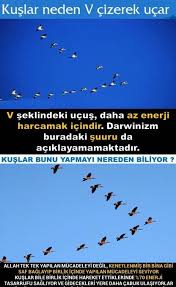 Zeynep Kacar Adli Kullanicinin Kuslar Panosundaki Pin Biliyor Muydunuz Gercekler Anlamli Alintilar