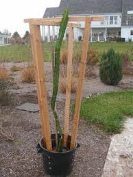 If the area is prone to standing water during the rainy season, plant the dragon fruit on a mound. Growing A Dragon Fruit Pitaya In A Container