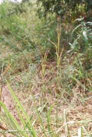 Image result for Oryza barthii