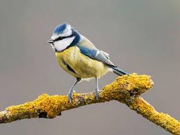 Check spelling or type a new query. 19 Common British Birds In Your Garden Lovethegarden
